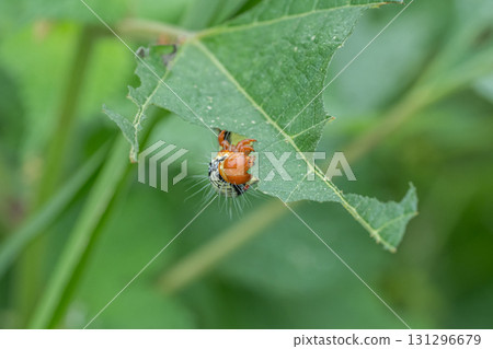 A larva of a grass fly eating a blade of grass 131296679