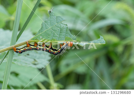 A larva of a grass fly eating a blade of grass 131296680