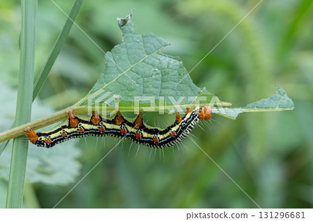 A larva of a grass fly eating a blade of grass A larva of a grass fly eating a blade of grass 131296681