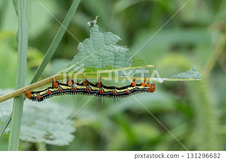 Fukurasu larva 131296682