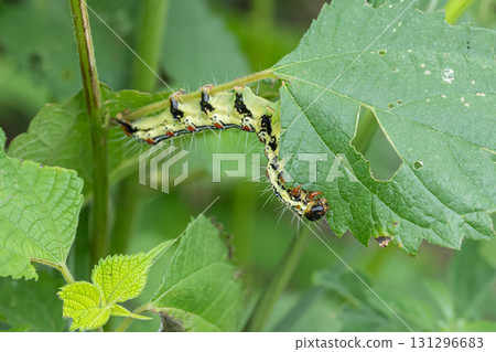 A larva of a grass fly eating a blade of grass 131296683