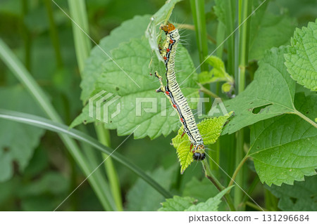 Fukurasu larva 131296684