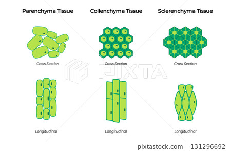 illustration types of plant tissues Parenchyma Collenchyma and Sclerenchyma cross section and longitudinal views educational resource for botany lessons and biology textbooks 131296692
