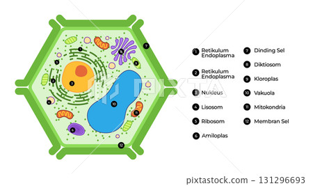 plant cell detailed and labeled vector illustration for educational graphic identifies the nucleus chloroplasts mitochondria and other organelles 131296693