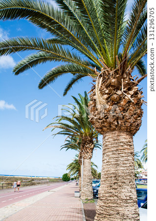 Large palm trees lined up under a bright blue sky and strong sunlight on Fuerteventura, Canary Islands Large palm trees lined up under a bright blue sky and strong sunlight on Fuerteventura, Canary Islands 131296705