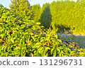 Parthenocissus quinquefolia, commonly known as Virginia creeper, woodbine, five-leaf ivy, or five-fingered ivy, is a species of flowering vine in the family Vitaceae. Rich green background. This 131296731