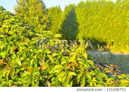 Parthenocissus quinquefolia, commonly known as Virginia creeper, woodbine, five-leaf ivy, or five-fingered ivy, is a species of flowering vine in the family Vitaceae. Rich green background. This 131296731