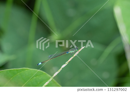 A blue-tailed damselfly resting on the grass A blue-tailed damselfly resting on the grass 131297002