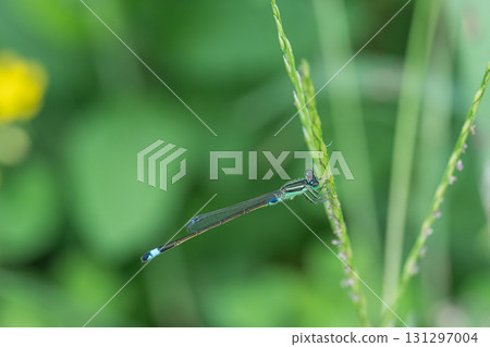 A blue-tailed damselfly resting on the grass A blue-tailed damselfly resting on the grass 131297004