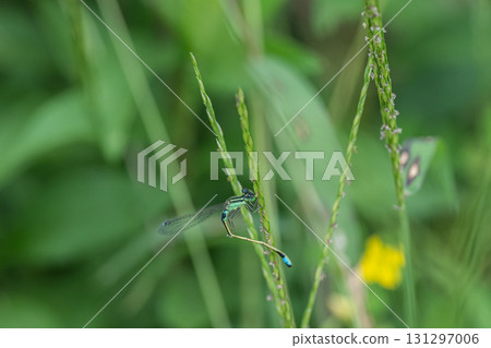 A blue-tailed damselfly resting on the grass A blue-tailed damselfly resting on the grass 131297006