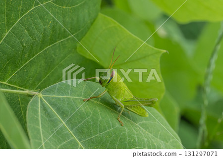 Tsutsunago larva 131297071
