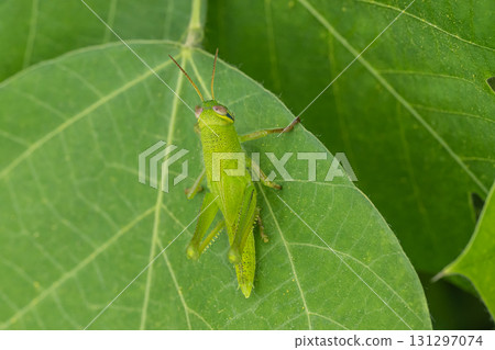 Tsutsunago幼蟲 Tsutsunago幼蟲 131297074