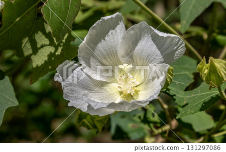 白芙蓉花(錦葵科,芙蓉屬) 白芙蓉花(錦葵科,芙蓉屬) 131297086