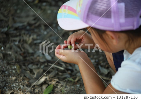 Child's hand looking at an acorn 131297116