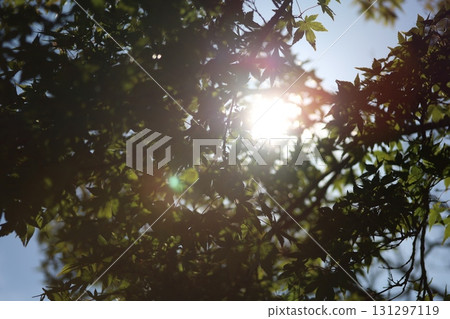 陽光透過樹梢灑在森林裡，一瞬間 131297119