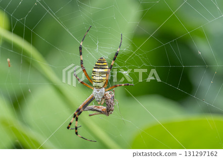 Argiope argiope catching an insect 131297162