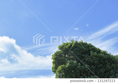 Fresh green trees and blue sky in the sunlight 131297213