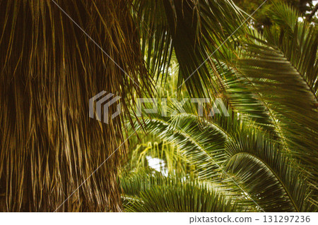 Close-up of lush palm fronds bathed in warm sunlight, showcasing vibrant green foliage. An artistic shot of vibrant green palm fronds in the sunlight, creating a tropical and natural environment. Close-up of lush palm fronds bathed in warm sunlight, showcasing vibrant green foliage. An artistic shot of vibrant green palm fronds in the sunlight, creating a tropical and natural environment. 131297236