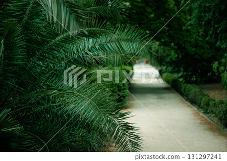 A tranquil garden long empty path winds through lush greenery, inviting a peaceful stroll. A serene garden path lined with lush greenery, leading into the distance, palm fronds in the foreground. A tranquil garden long empty path winds through lush greenery, inviting a peaceful stroll. A serene garden path lined with lush greenery, leading into the distance, palm fronds in the foreground. 131297241