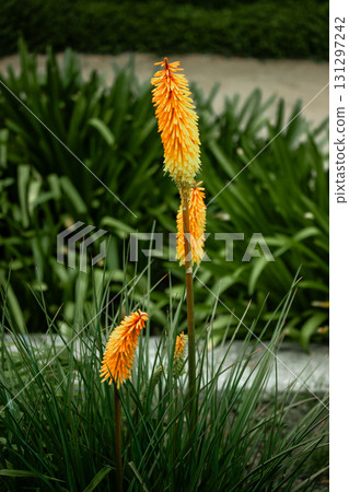 Vibrant orange and yellow torch lilies bloom in a lush green garden setting. A close-up shot captures vibrant orange and yellow torch lilies blooming in a natural, green environment. Vibrant orange and yellow torch lilies bloom in a lush green garden setting. A close-up shot captures vibrant orange and yellow torch lilies blooming in a natural, green environment. 131297242