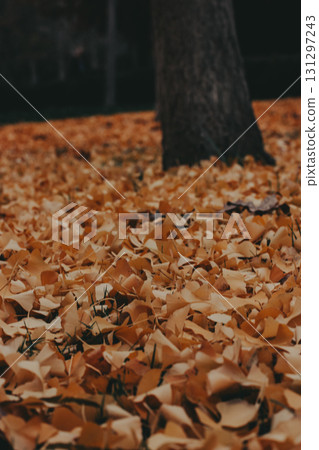 Autumn leaves covering the ground near a ginkgo tree trunk. A close-up shot captures a carpet of vibrant yellow autumn leaves surrounding a tree trunk, creating a warm, inviting scene. Autumn leaves covering the ground near a ginkgo tree trunk. A close-up shot captures a carpet of vibrant yellow autumn leaves surrounding a tree trunk, creating a warm, inviting scene. 131297243