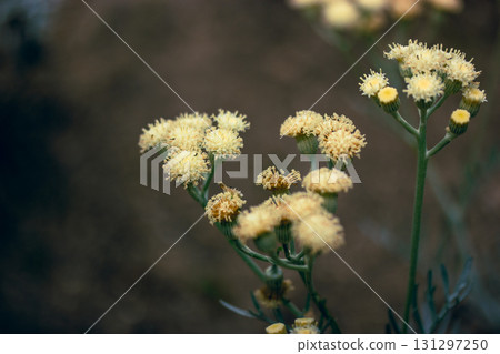 Vibrant yellow flowers, captured in a close-up shot, showcase delicate petals and green stems. Close-up shot of yellow flowers with green stems, showcasing intricate details and soft focus background. Vibrant yellow flowers, captured in a close-up shot, showcase delicate petals and green stems. Close-up shot of yellow flowers with green stems, showcasing intricate details and soft focus background. 131297250