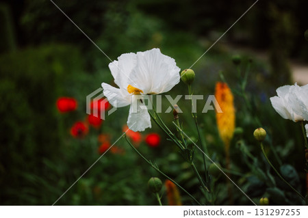 White poppy flower grows in a serene green garden setting with other flowers. A delicate white flower blooms in a garden, set against a blurred green background, with hints of other colorful flowers. 131297255