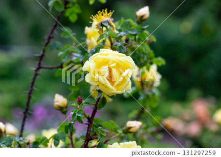 A stunning yellow rose blossoms with delicate petals in a lush garden. A vibrant yellow rosebush in full bloom, showcasing its delicate petals and intricate details, set against a soft green backdrop. 131297259
