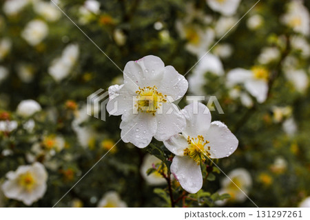 Two beautiful white flowers with yellow centers and water droplets in a garden. Close-up of delicate white flowers with yellow centers covered in water droplets, set against a blurred green backdrop. Two beautiful white flowers with yellow centers and water droplets in a garden. Close-up of delicate white flowers with yellow centers covered in water droplets, set against a blurred green backdrop. 131297261
