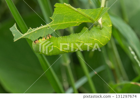 Brown sparrow larvae eating grass 131297674