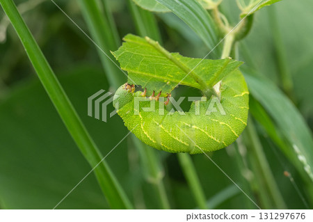 Brown sparrow larvae eating grass Brown sparrow larvae eating grass 131297676