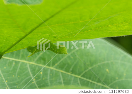 Brown sparrow larvae hiding on the underside of leaves 131297683