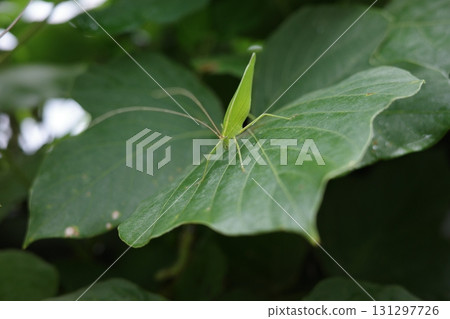A grasshopper resting on a kudzu leaf A grasshopper resting on a kudzu leaf 131297726