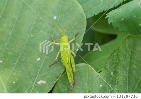 Tsutsunago larva Tsutsunago larva 131297736