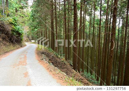 Mount Tenshi in the Tenshi Mountains: Curving forest roads and cypress forests 131297756