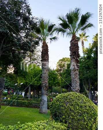 Tropical palm trees are planted in a neat line along pedestrian paths. Public park, Mediterranean, Cyprus. Tropical palm trees are planted in a neat line along pedestrian paths. Public park, Mediterranean, Cyprus. 131297804