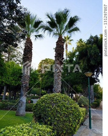 Tropical palm trees are planted in a neat line along pedestrian paths. Public park, Mediterranean, Cyprus. 131297807