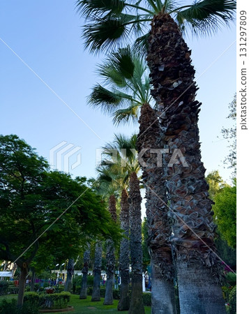 Tropical palm trees are planted in a neat line along pedestrian paths. Public park, Mediterranean, Cyprus. Tropical palm trees are planted in a neat line along pedestrian paths. Public park, Mediterranean, Cyprus. 131297809