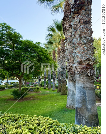 Tropical palm trees are planted in a neat line along pedestrian paths. Public park, Mediterranean, Cyprus. Tropical palm trees are planted in a neat line along pedestrian paths. Public park, Mediterranean, Cyprus. 131297810