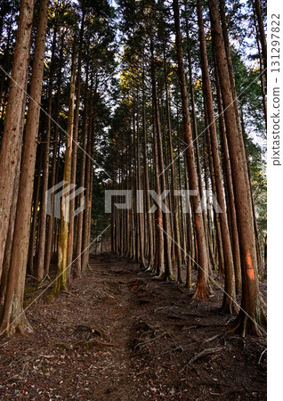 Chojagatake in the Tenshi Mountains, Tokai Nature Trail, Cypress Forest Chojagatake in the Tenshi Mountains, Tokai Nature Trail, Cypress Forest 131297822
