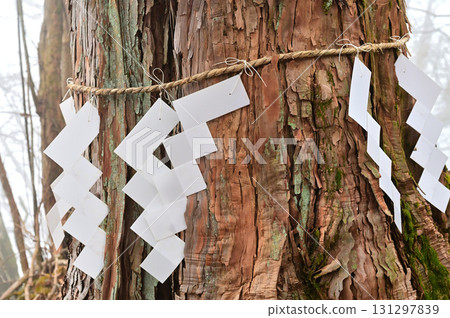 天子山天石山的神聖柏樹 131297839