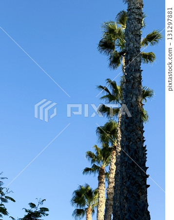 Tropical palm trees are planted in a neat line along pedestrian paths. Public park, Mediterranean, Cyprus. 131297881