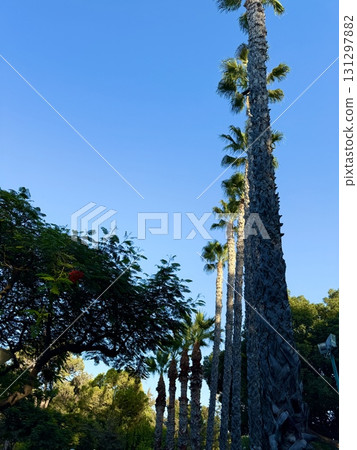 Tropical palm trees are planted in a neat line along pedestrian paths. Public park, Mediterranean, Cyprus. 131297882