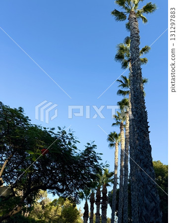 Tropical palm trees are planted in a neat line along pedestrian paths. Public park, Mediterranean, Cyprus. 131297883