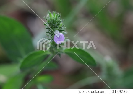 Pink foxglove flowers blooming in an autumn field Pink foxglove flowers blooming in an autumn field 131297891