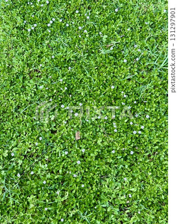 Vibrant green grass field texture. Summer time, a field with bright green grass. Vibrant green grass field texture. Summer time, a field with bright green grass. 131297901