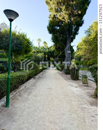 Tropical palm trees are planted in a neat line along pedestrian paths. Public park, Mediterranean, Cyprus. 131297923