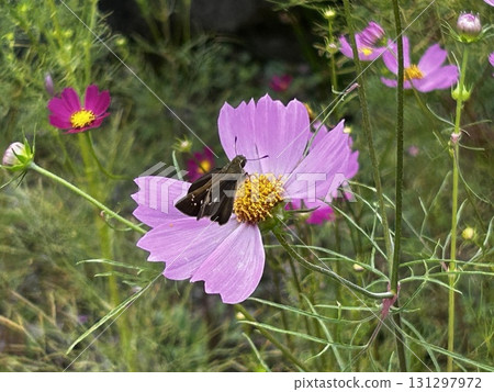Skipper butterfly sucking nectar from cosmos 2 131297972