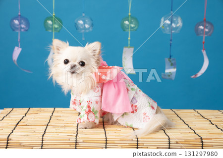 Blue back, wind chimes and a chihuahua wearing a yukata 131297980