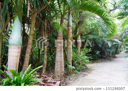 Yufu Island, Okinawa Prefecture Yufu Island, Okinawa Prefecture 131298007